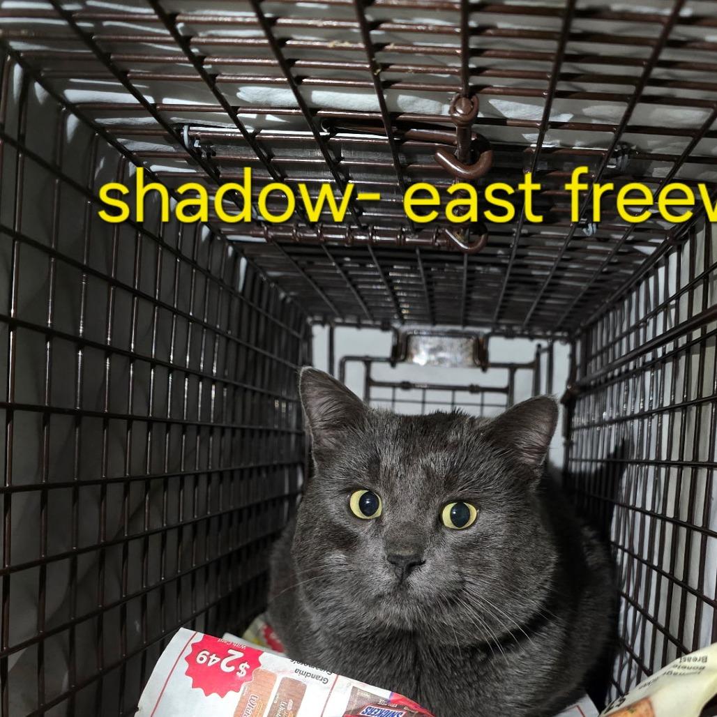 Enlarge Shadow, a Adoptable Russian Blue in Grantsville, UT image 1/2