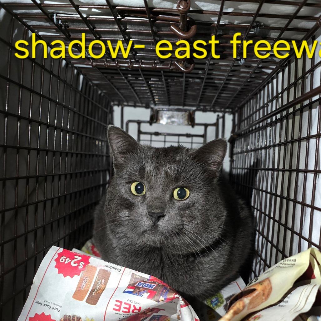 Enlarge Shadow, a Adoptable Russian Blue in Grantsville, UT image 2/2
