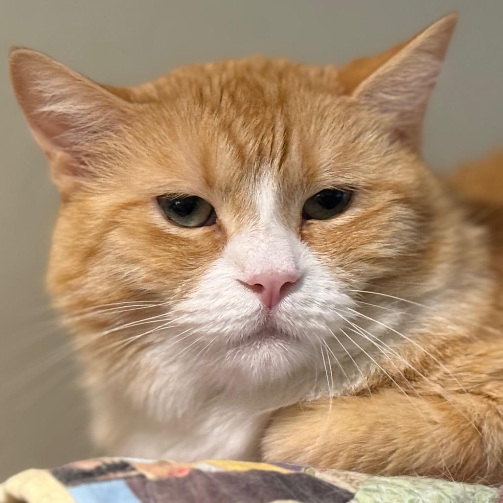 Loosey Goosey — thumbnail 2