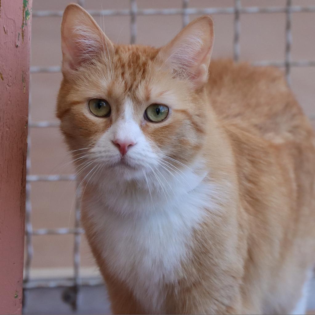 Loosey Goosey — thumbnail 3