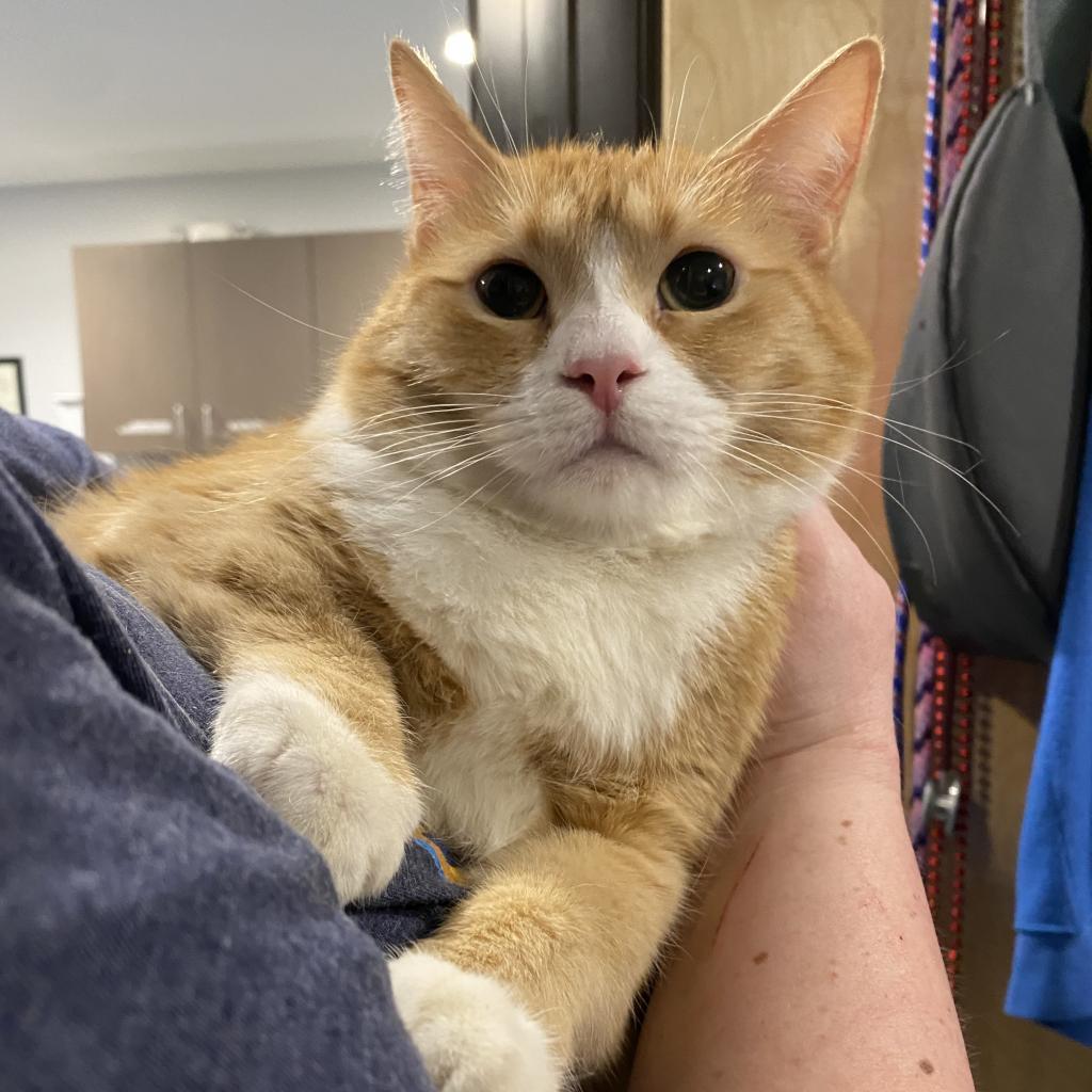 Loosey Goosey — thumbnail 4