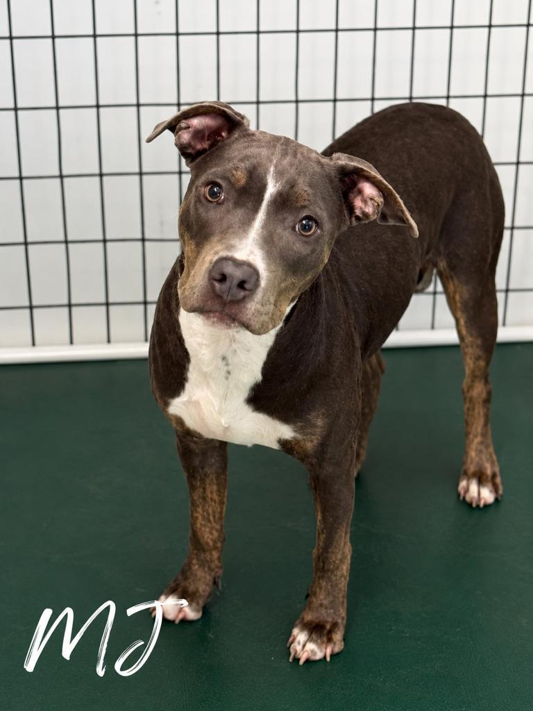 MJ, ADOPTABLE, Young Female Pit Bull Terrier.