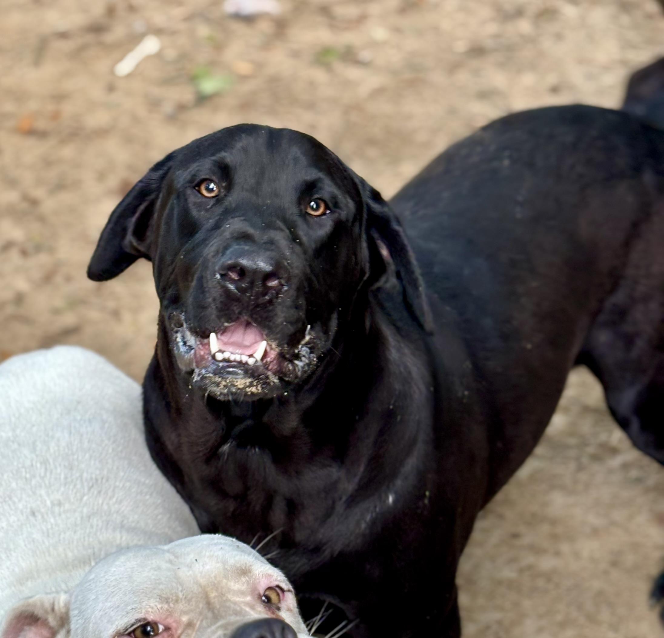 Enlarge Oreo, a Adoptable Black Labrador Retriever in HARTFORD, AL image 1/2