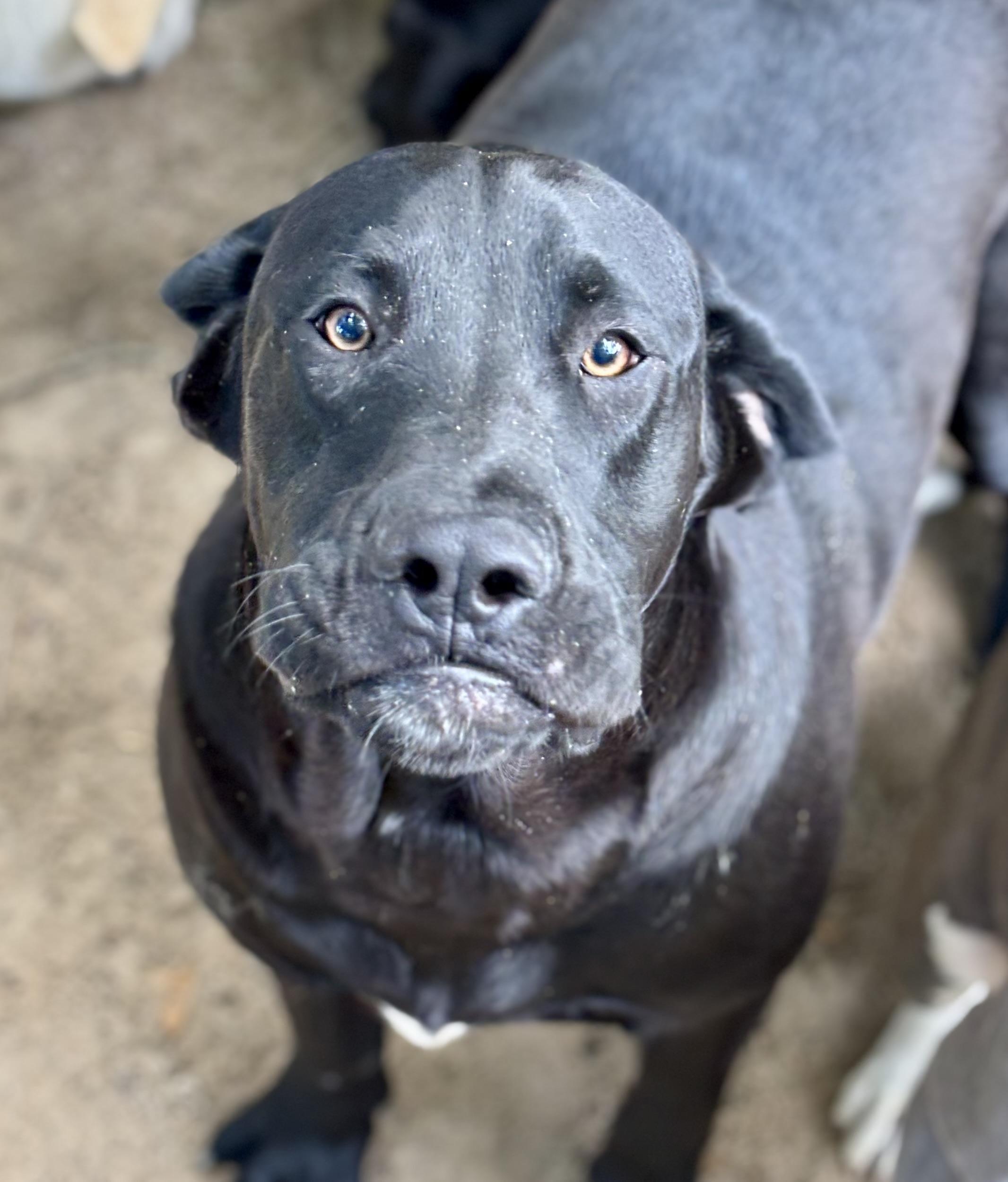 Enlarge Oreo, a Adoptable Black Labrador Retriever in HARTFORD, AL image 2/2