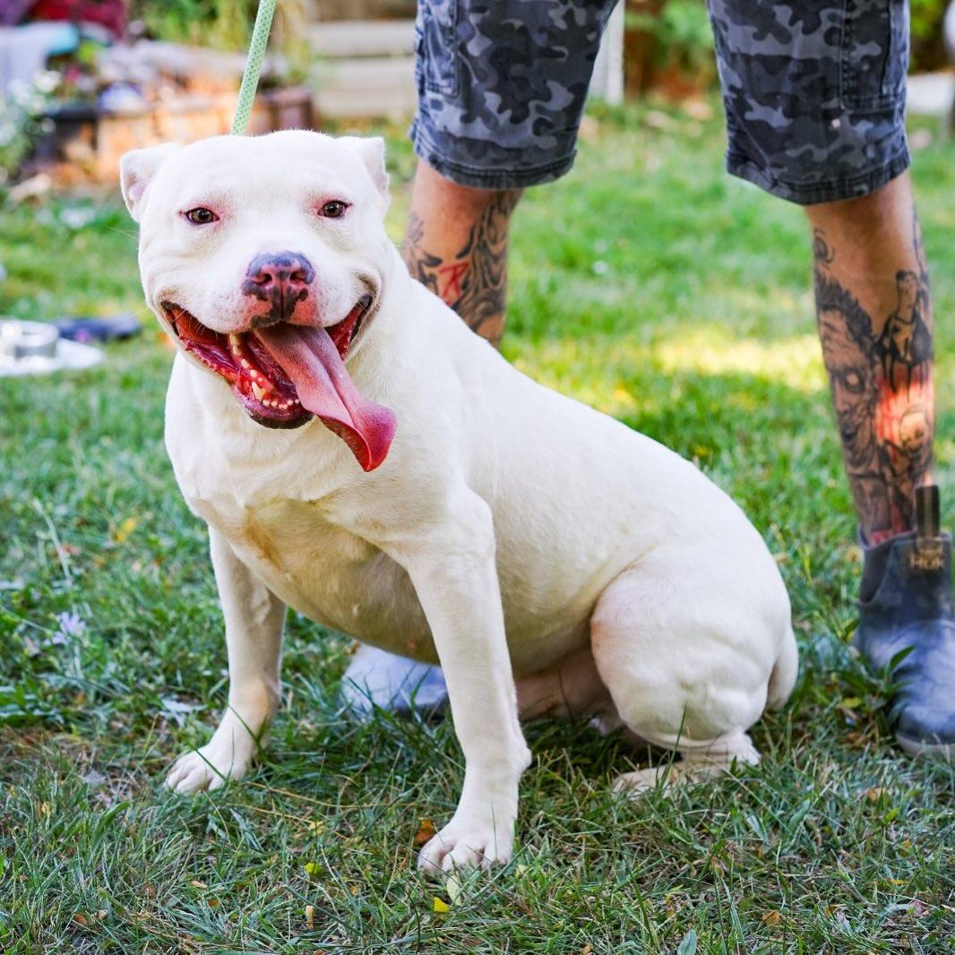 Enlarge Bart, a Adoptable Pit Bull Terrier in Detroit, MI image 2/5