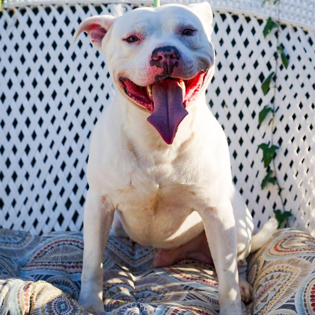 Enlarge Bart, a Adoptable Pit Bull Terrier in Detroit, MI image 3/5