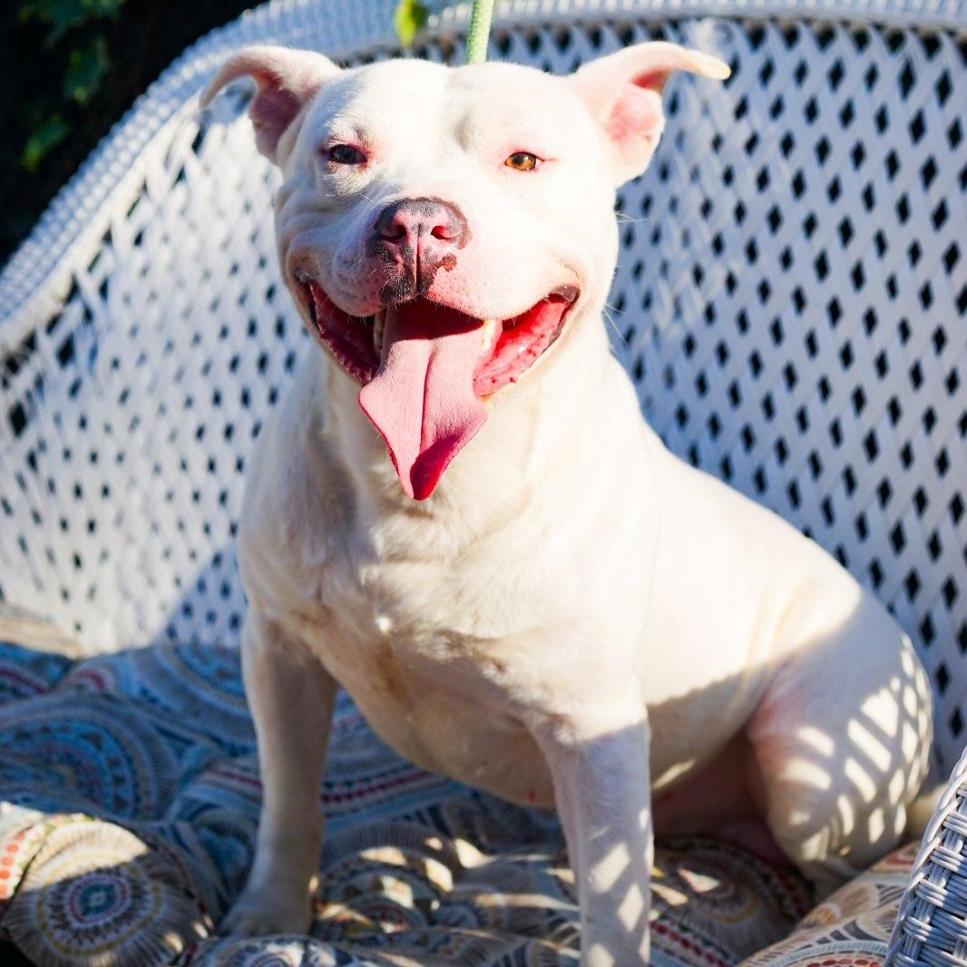 Bart, Adoptable, Young Male Pit Bull Terrier.