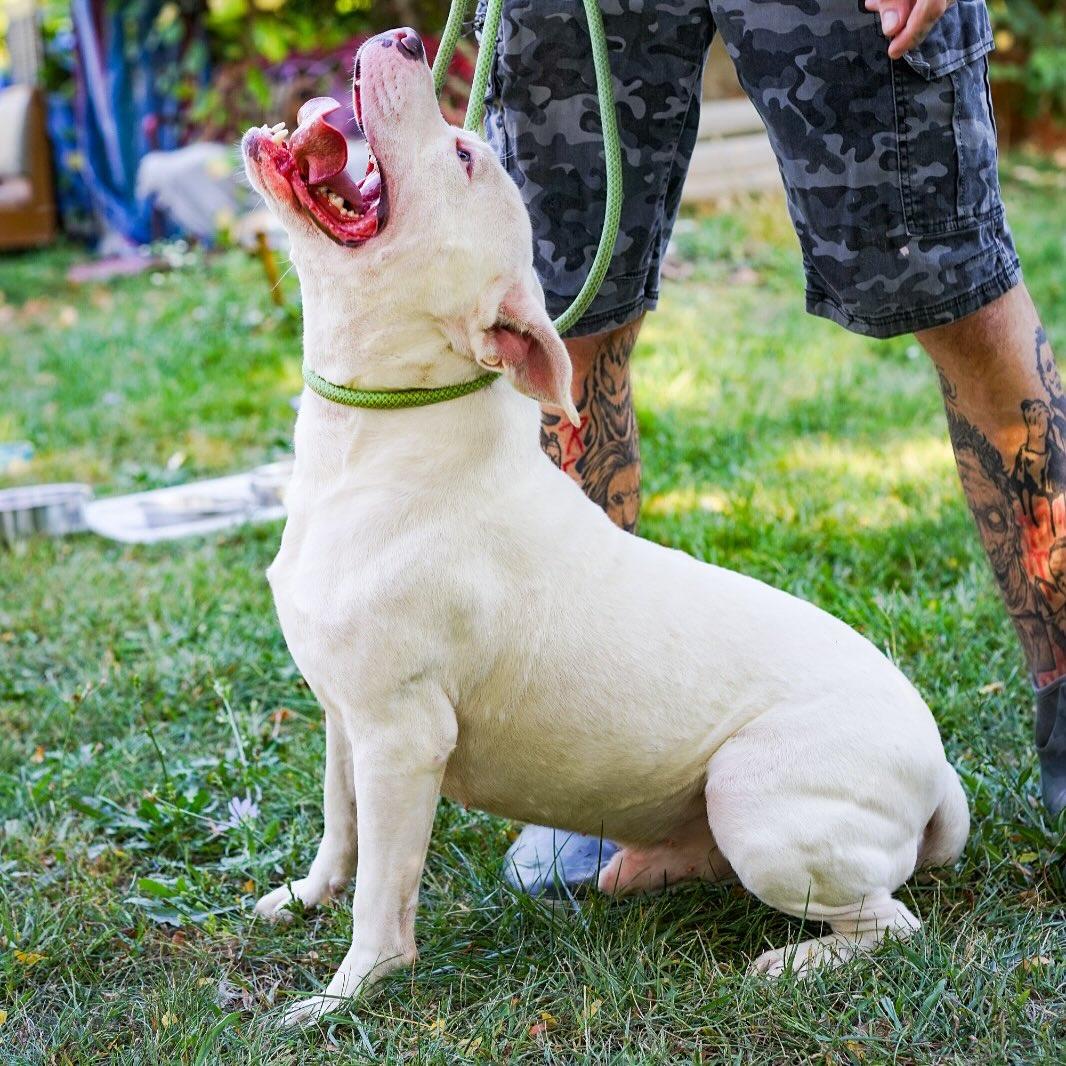 Enlarge Bart, a Adoptable Pit Bull Terrier in Detroit, MI image 5/5