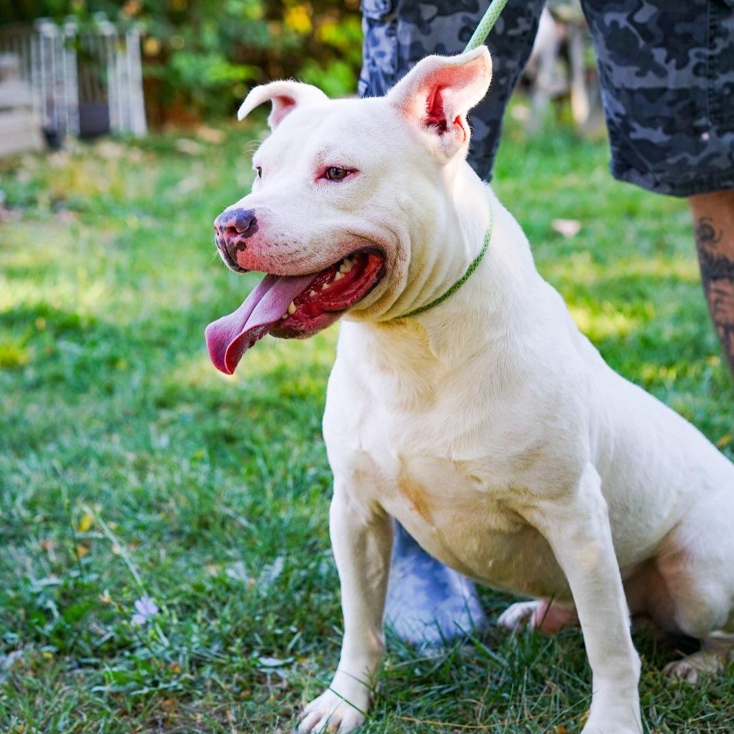 Enlarge Bart, a Adoptable Pit Bull Terrier in Detroit, MI image 4/5