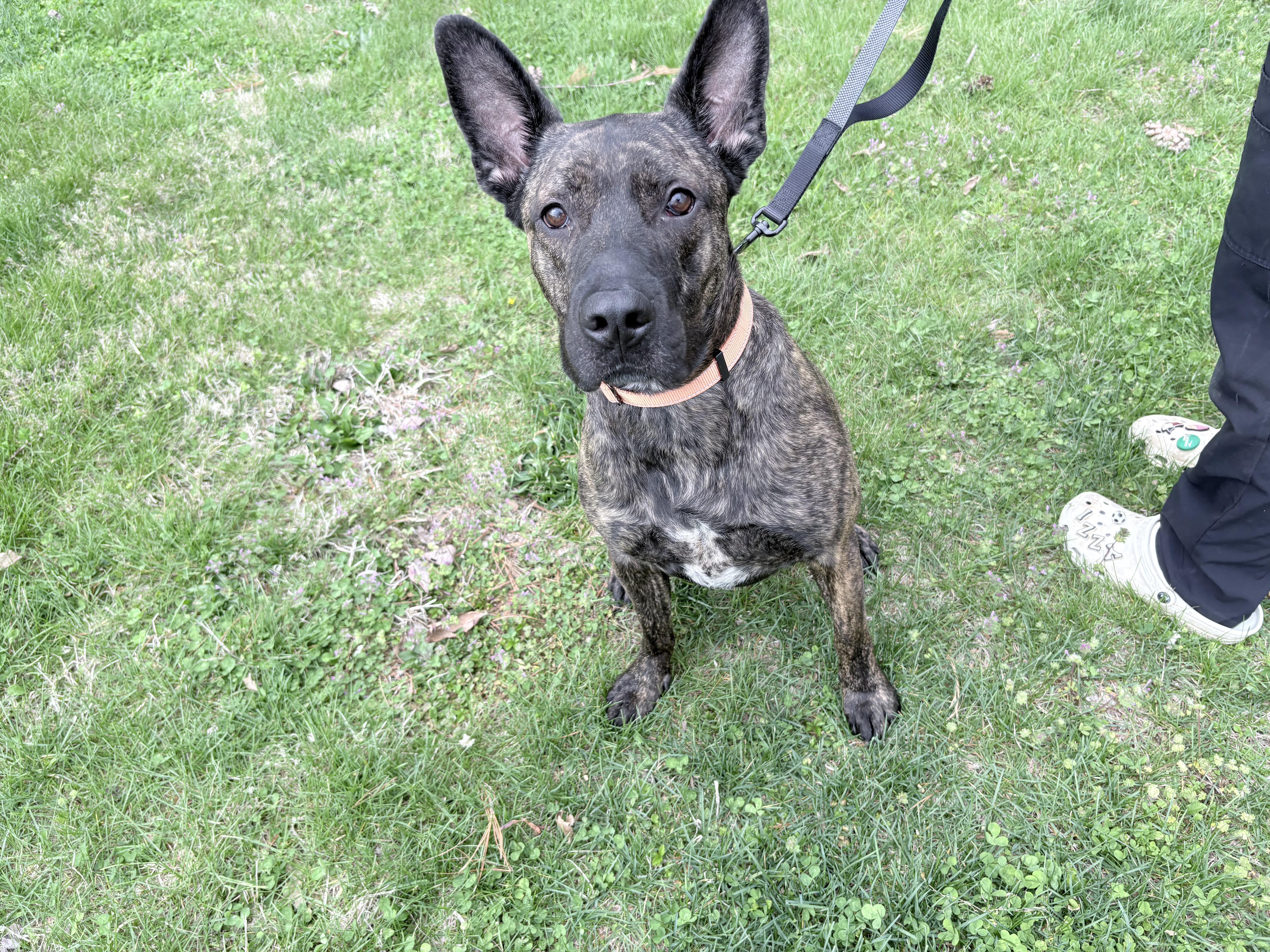 Enlarge Louie, an adoptable mixed breed in Columbus, IN image 3/3