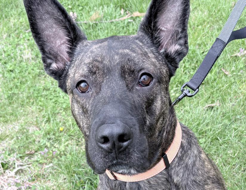 Enlarge Louie, an adoptable mixed breed in Columbus, IN image 2/3