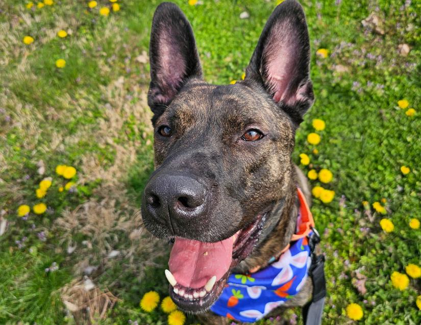 Louie, adoptable, Adult Male Dutch Shepherd & Mixed Breed.
