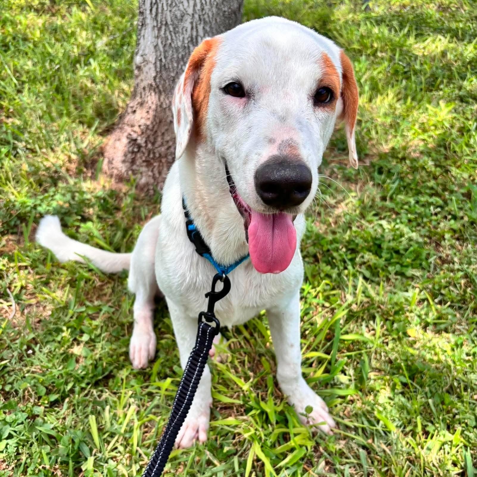 Enlarge Lars, a Adoptable mixed breed in Portland, OR image 1/2