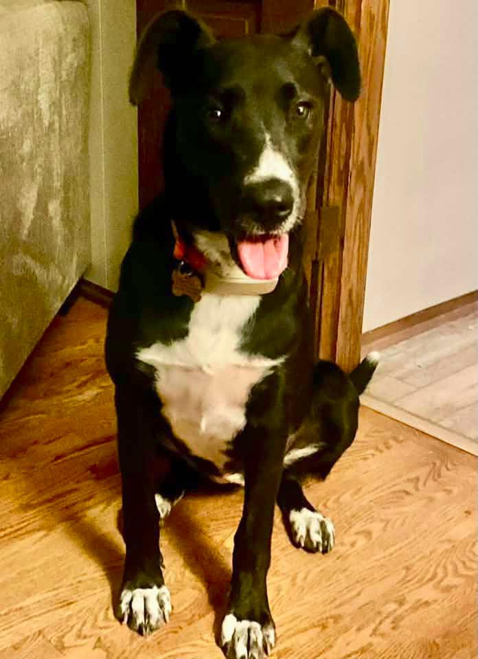 LiLu $500, Adoptable, Puppy Female Great Dane & Border Collie.