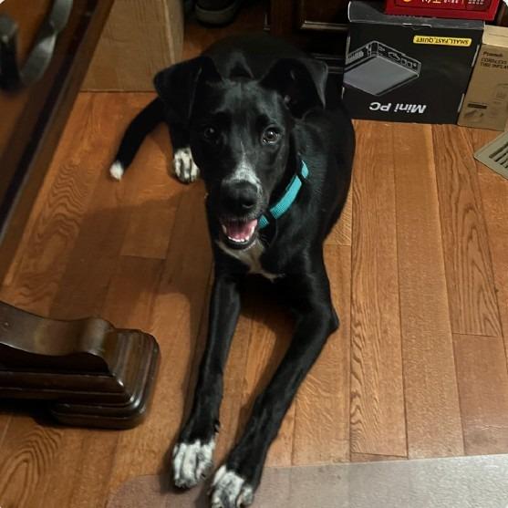 Enlarge LiLu $500, a Adoptable mixed breed in Milwaukee, WI image 2/6