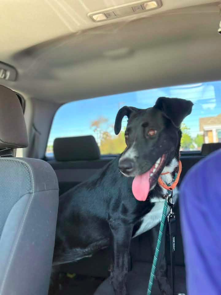 Enlarge LiLu $500, a Adoptable mixed breed in Milwaukee, WI image 3/6