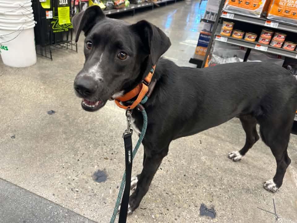 Enlarge LiLu $500, a Adoptable mixed breed in Milwaukee, WI image 4/6