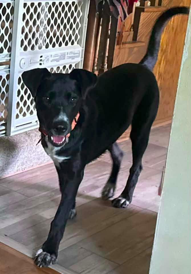 Enlarge LiLu $500, a Adoptable mixed breed in Milwaukee, WI image 5/6