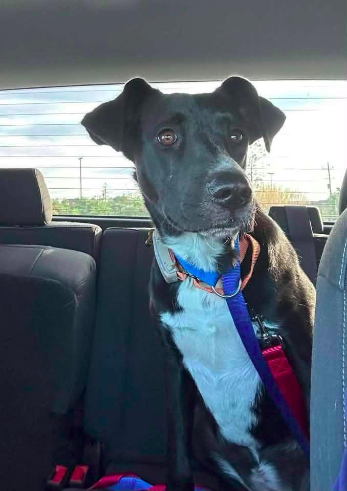 Enlarge LiLu $500, a Adoptable mixed breed in Milwaukee, WI image 6/6