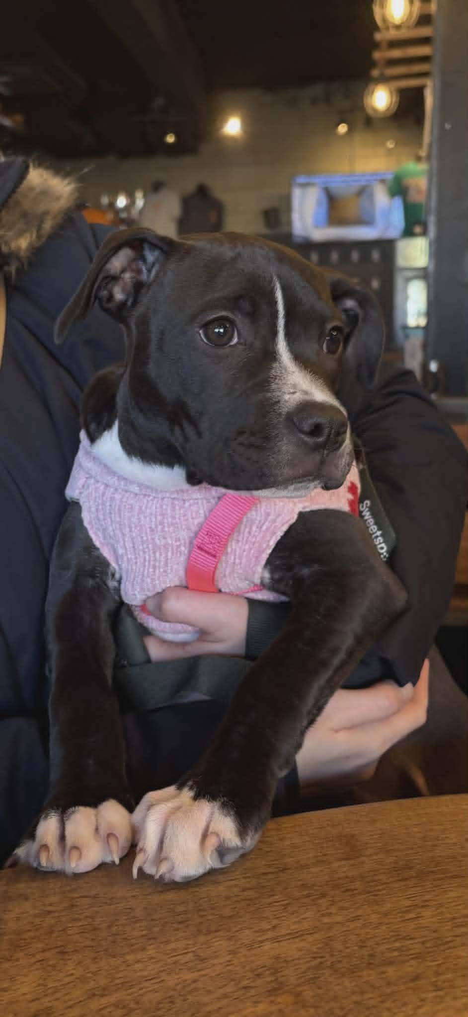 Enlarge Millie, a ADOPTABLE mixed breed in Collingswood, NJ image 4/5