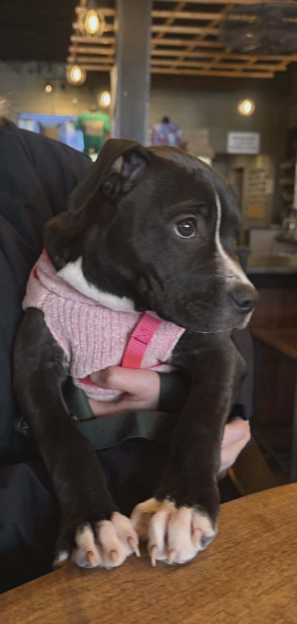 Enlarge Millie, a ADOPTABLE mixed breed in Collingswood, NJ image 2/5