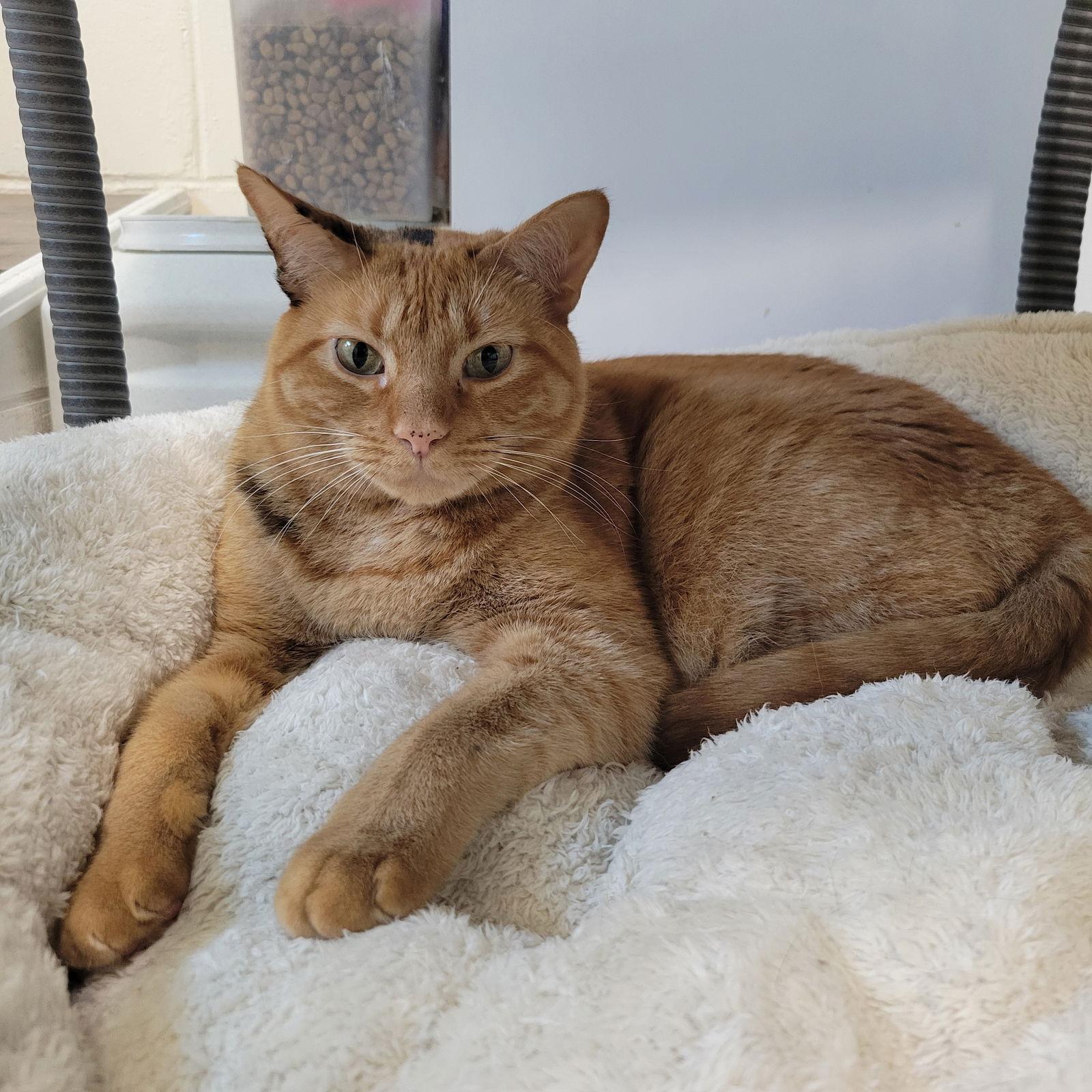 Starfire, Adopted, Young Female Domestic Short Hair.