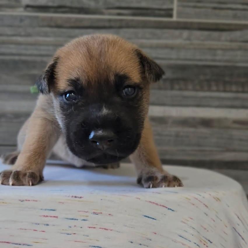 Kat, Adoptable, Puppy Male Shiba Inu.