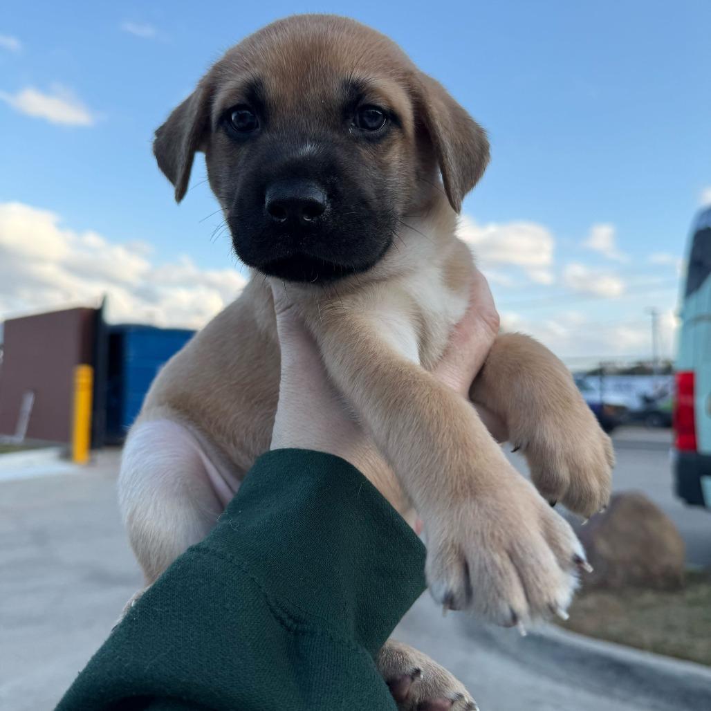 Enlarge Kat, a Adoptable Shiba Inu in Brooklyn, NY image 2/4