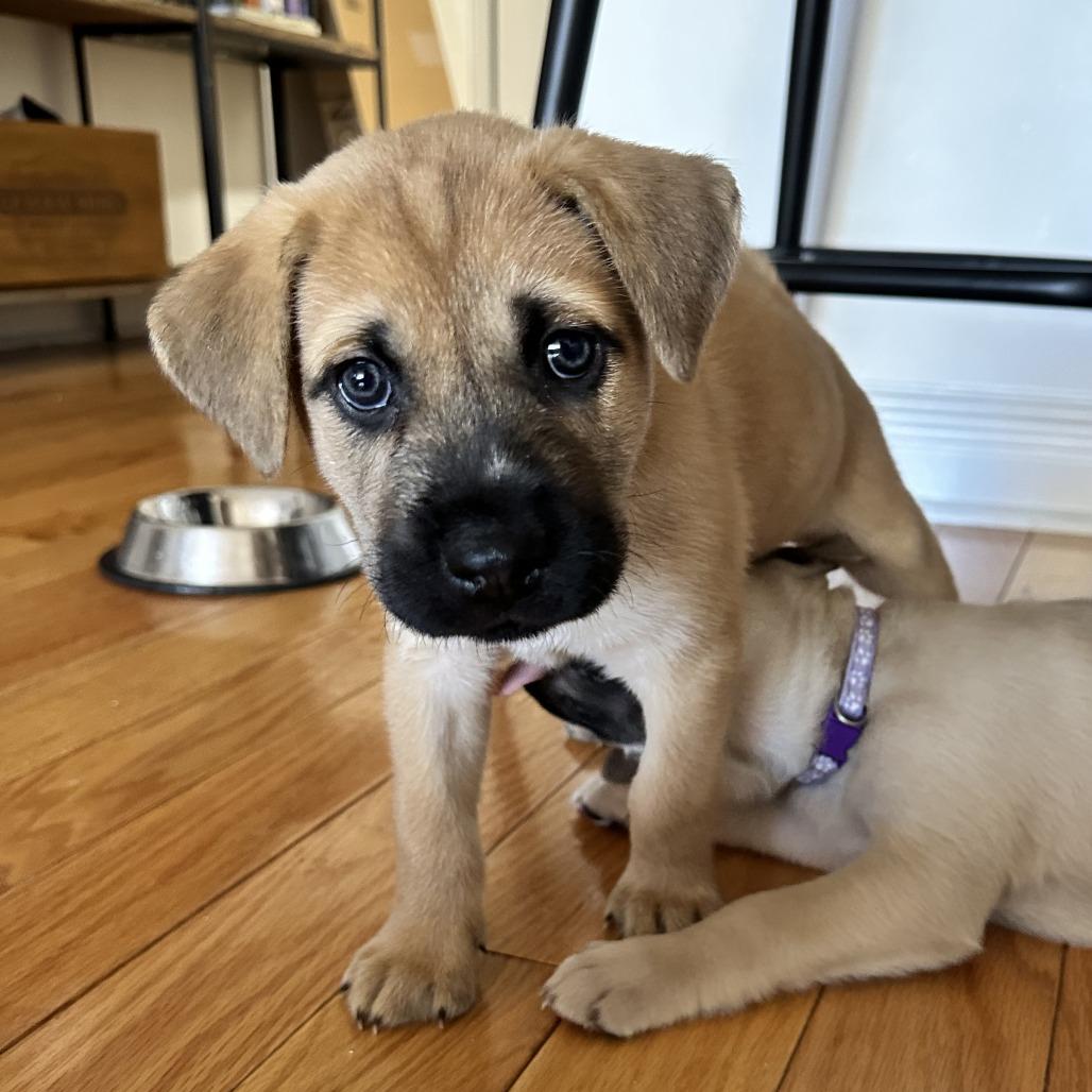 Enlarge Kat, a Adoptable Shiba Inu in Brooklyn, NY image 3/4