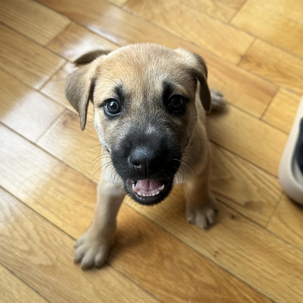 Enlarge Kat, a Adoptable Shiba Inu in Brooklyn, NY image 4/4