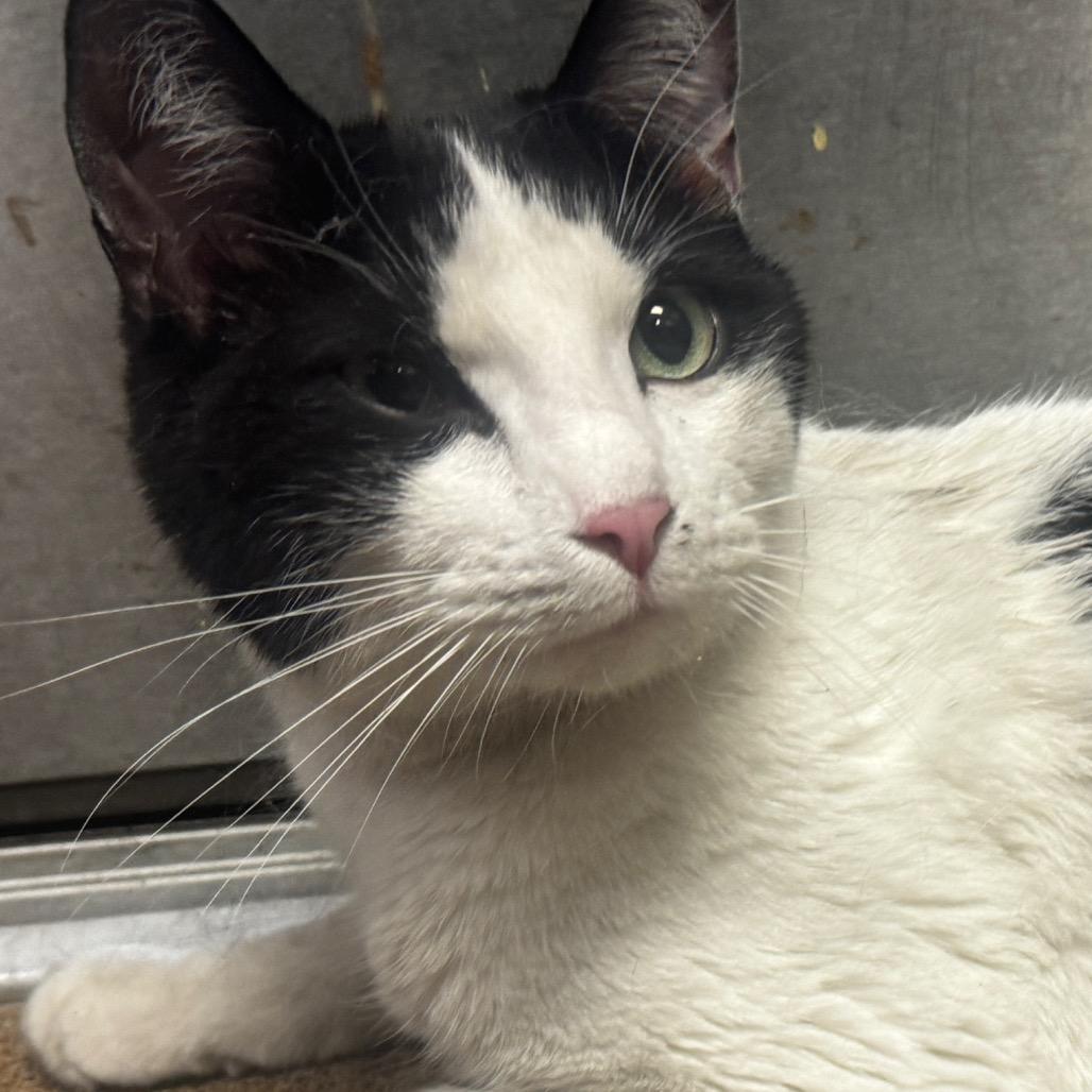 Leonidas, a Adoptable Domestic Short Hair in Hinesville, GA image 3/3
