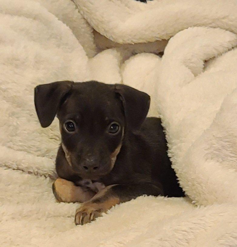 Tamale, Adoptable, Puppy Male Mixed Breed.