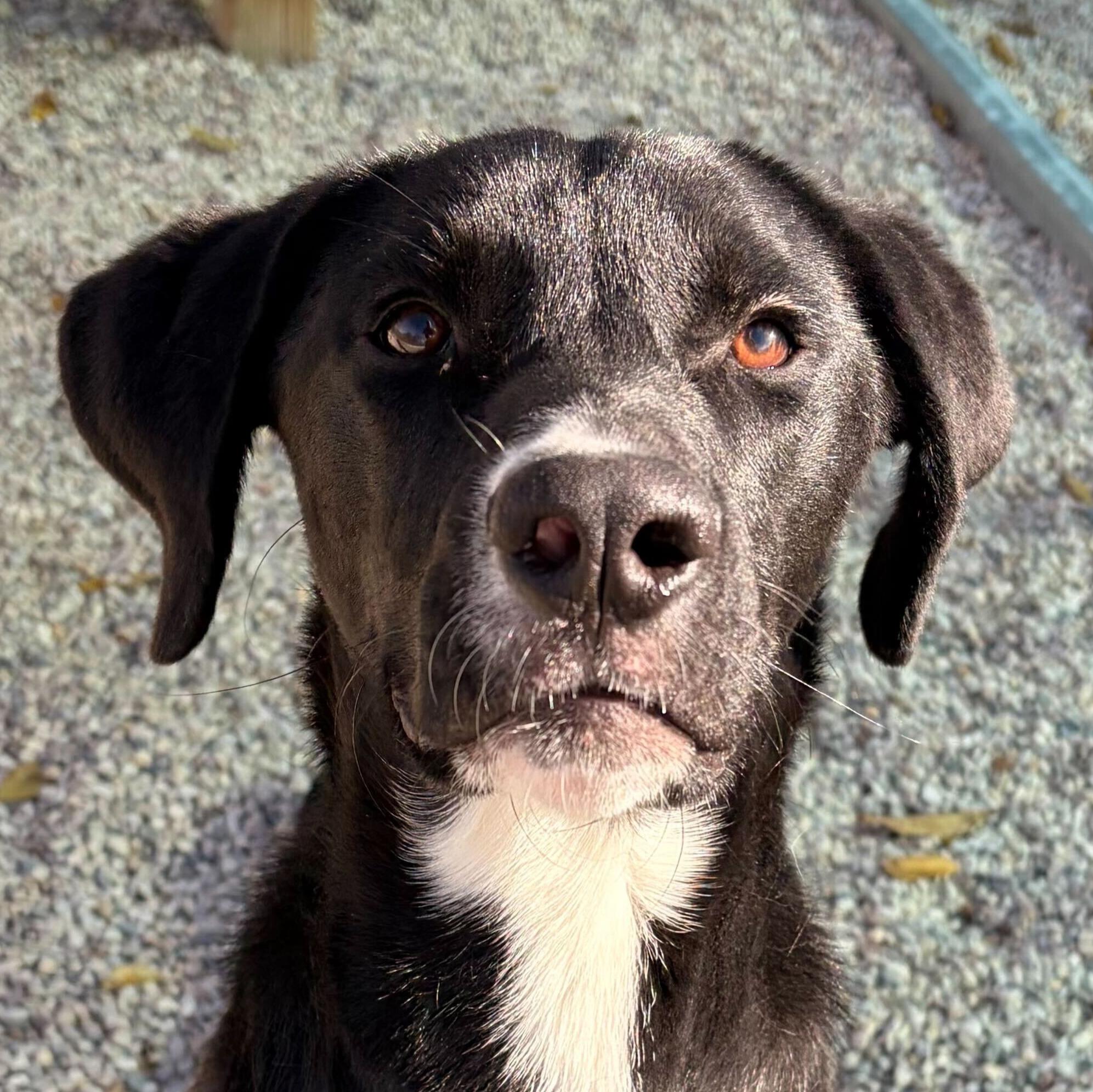 Lenny - Name Your Own Adoption Fee!, Adoptable, Adult Male Black Labrador Retriever.
