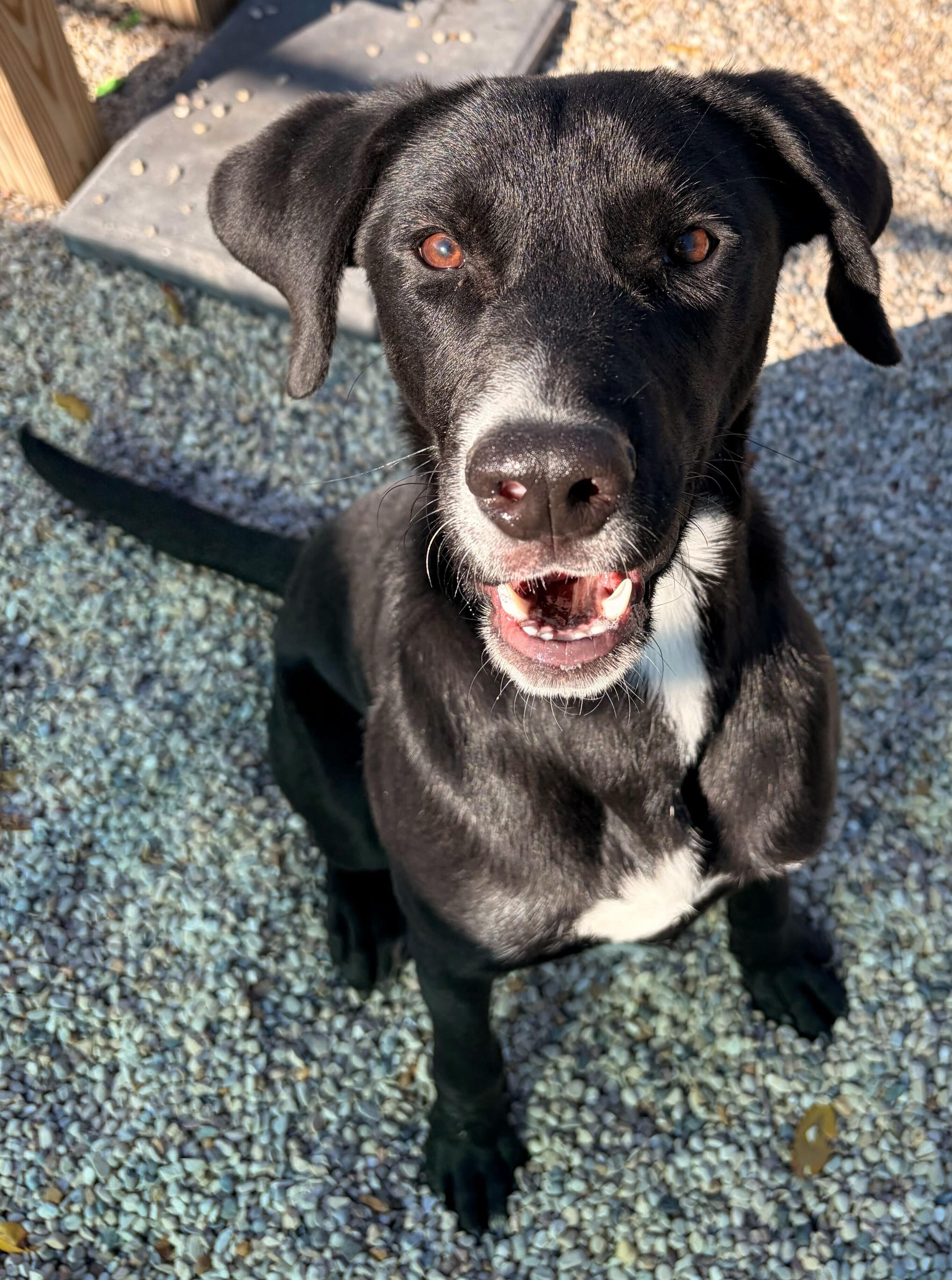 Lenny - Name Your Own Adoption Fee!, a Adoptable mixed breed in Jefferson, WI image 2/2