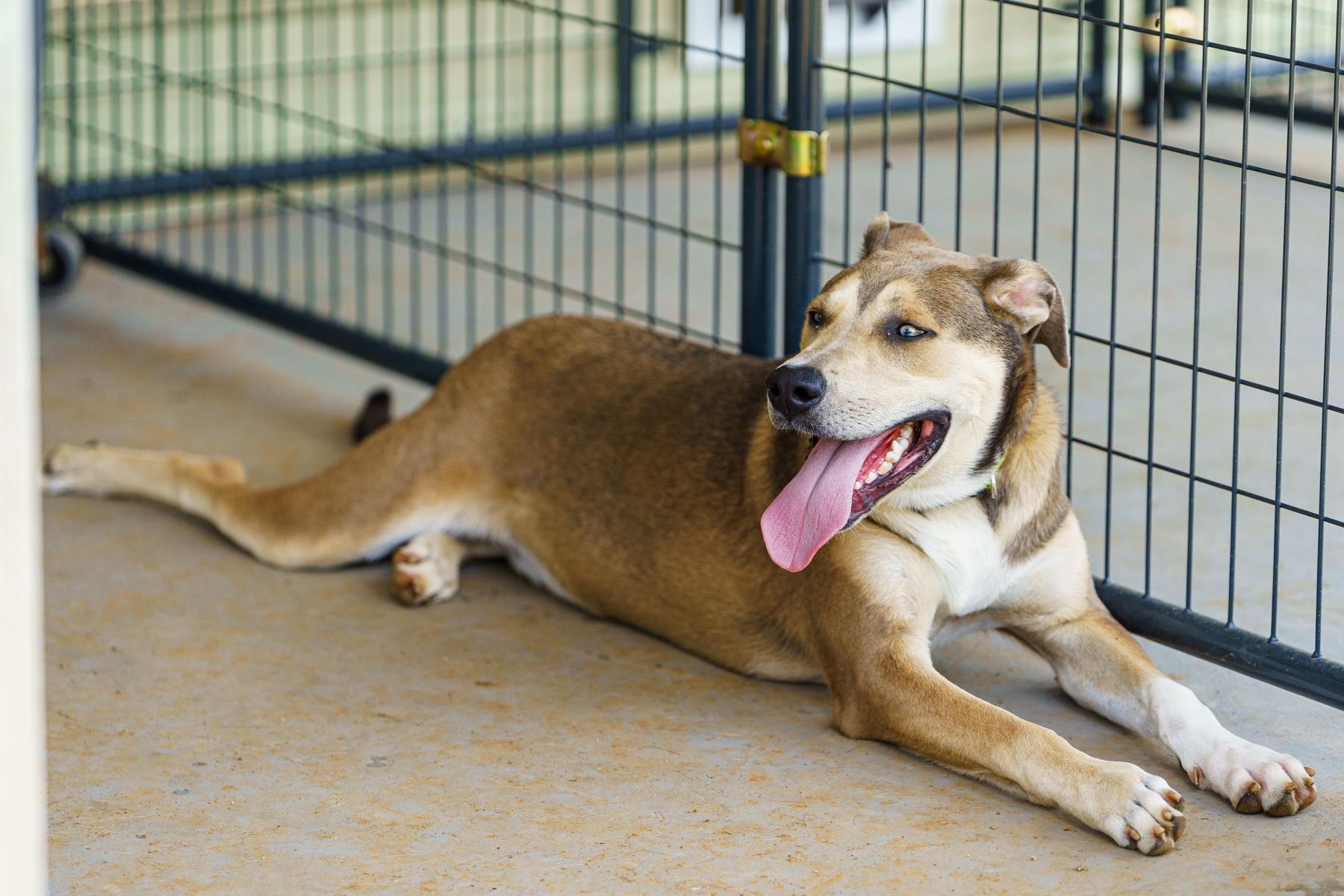 Enlarge Knox, a Adoptable mixed breed in Austin, TX image 5/6