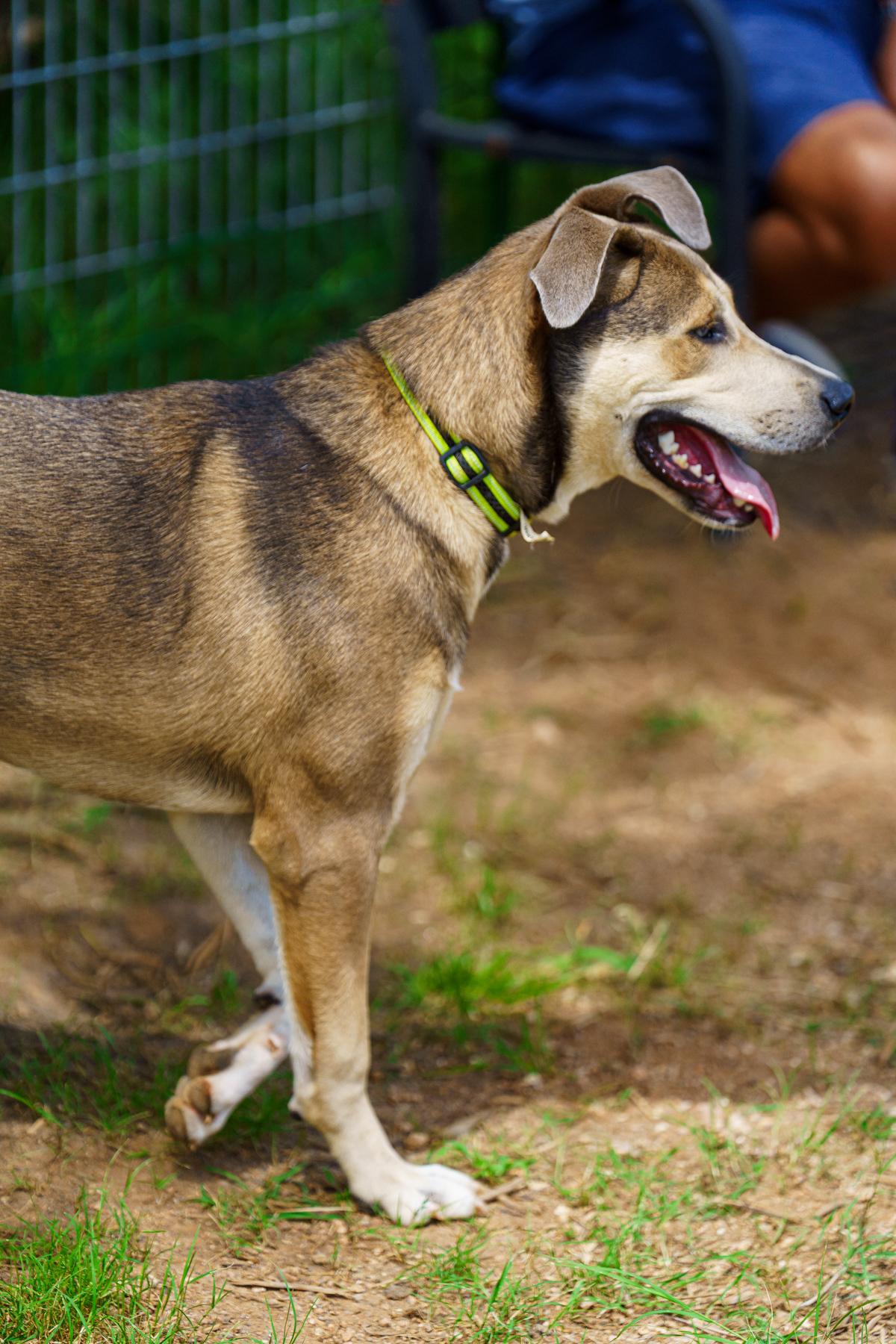 Enlarge Knox, a Adoptable mixed breed in Austin, TX image 4/6