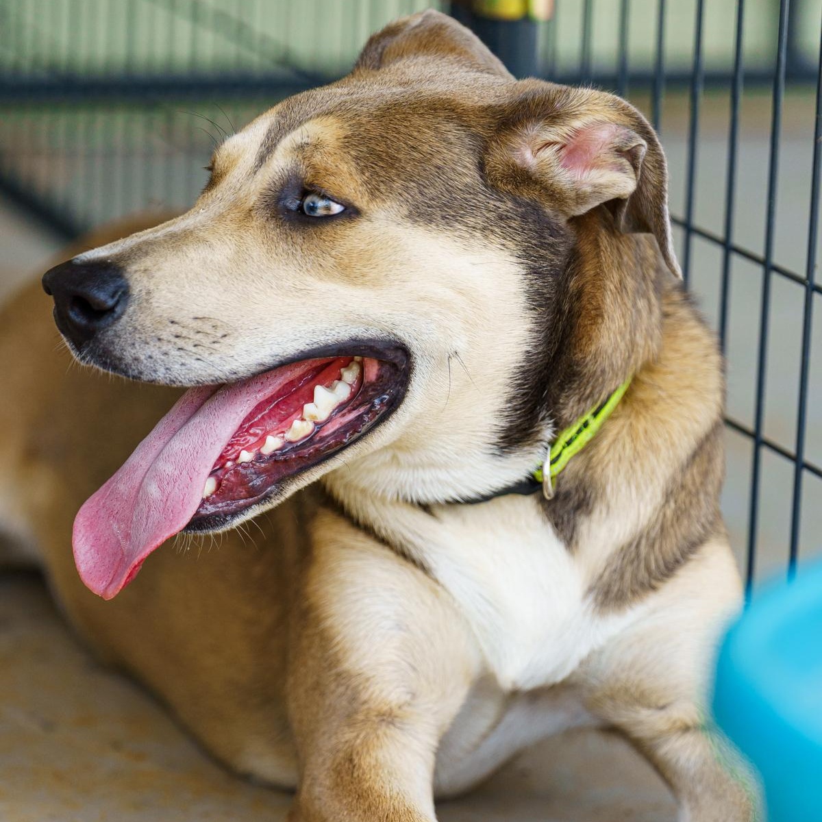 Knox, Adoptable, Young Male Catahoula Leopard Dog & Great Pyrenees.