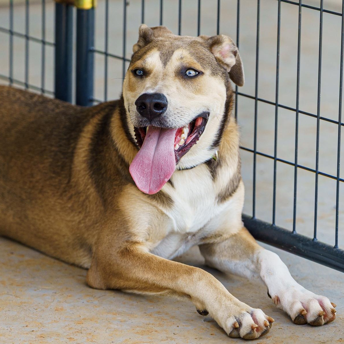 Enlarge Knox, a Adoptable mixed breed in Austin, TX image 3/6