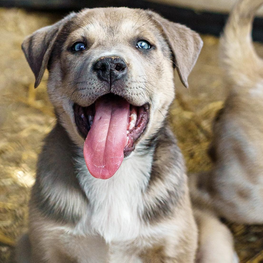 Enlarge Knox, a Adoptable mixed breed in Austin, TX image 6/6