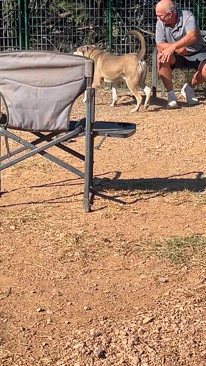 Enlarge Knox, a Adoptable mixed breed in Austin, TX video 2/6