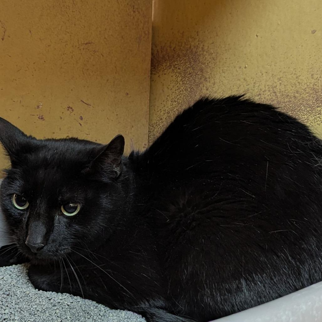 Minky, Adoptable, Adult Male Domestic Short Hair.