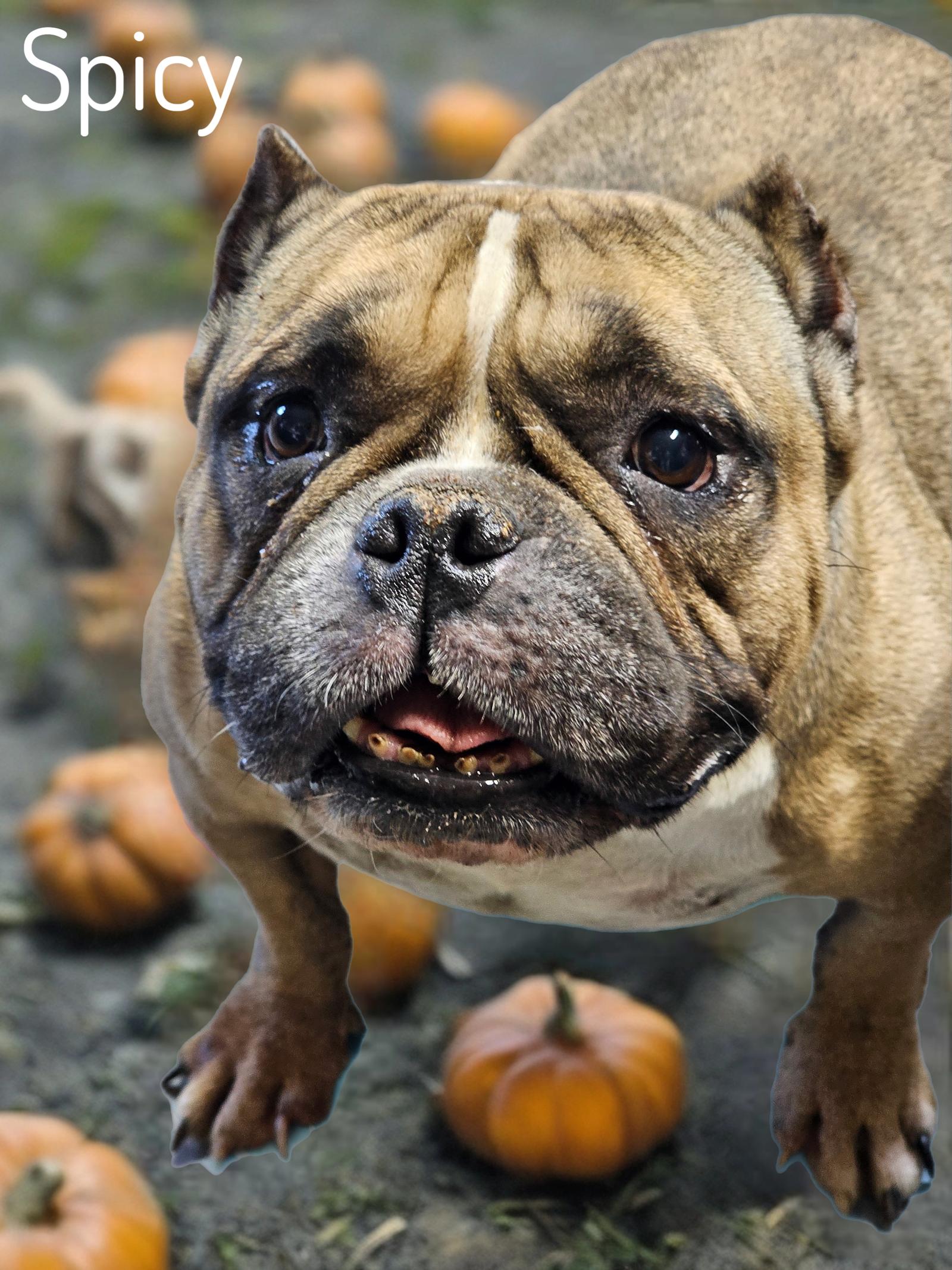 Spicy, Adopted, Adult Female English Bulldog.