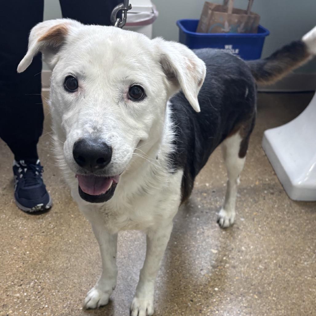 Enlarge Peaches, a Adoptable Mixed Breed in Skokie, IL image 1/1