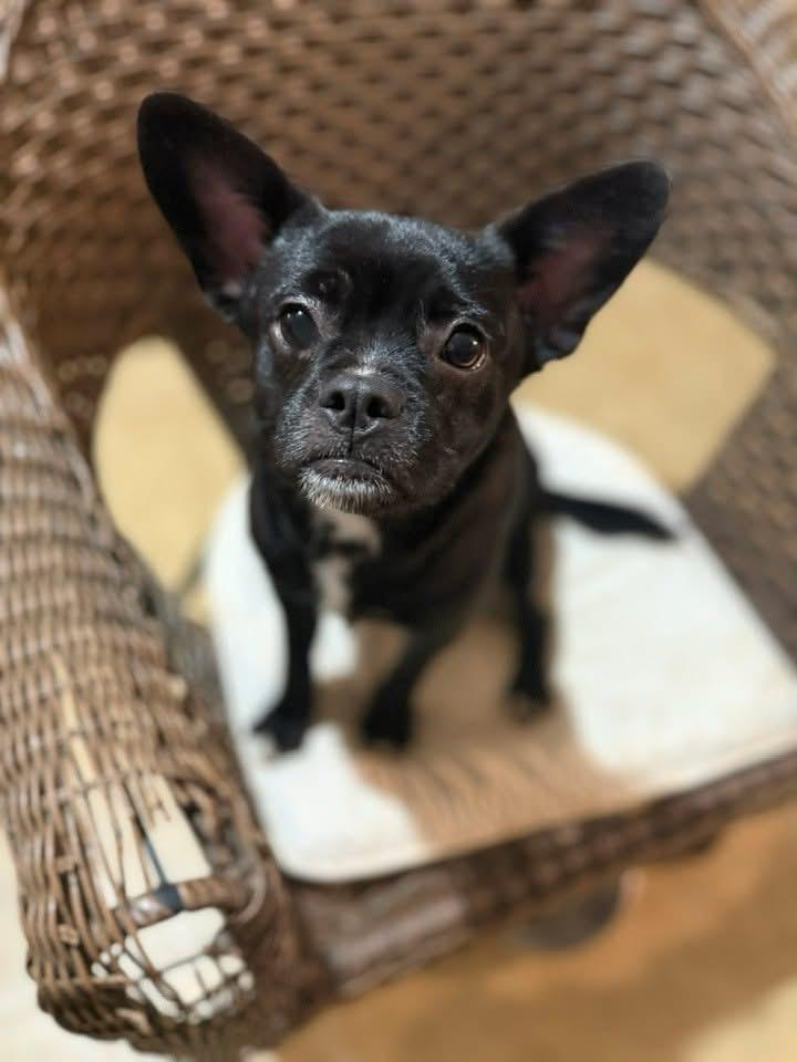 Enlarge Ringo, an adopted mixed breed in Lodi, CA image 1/2