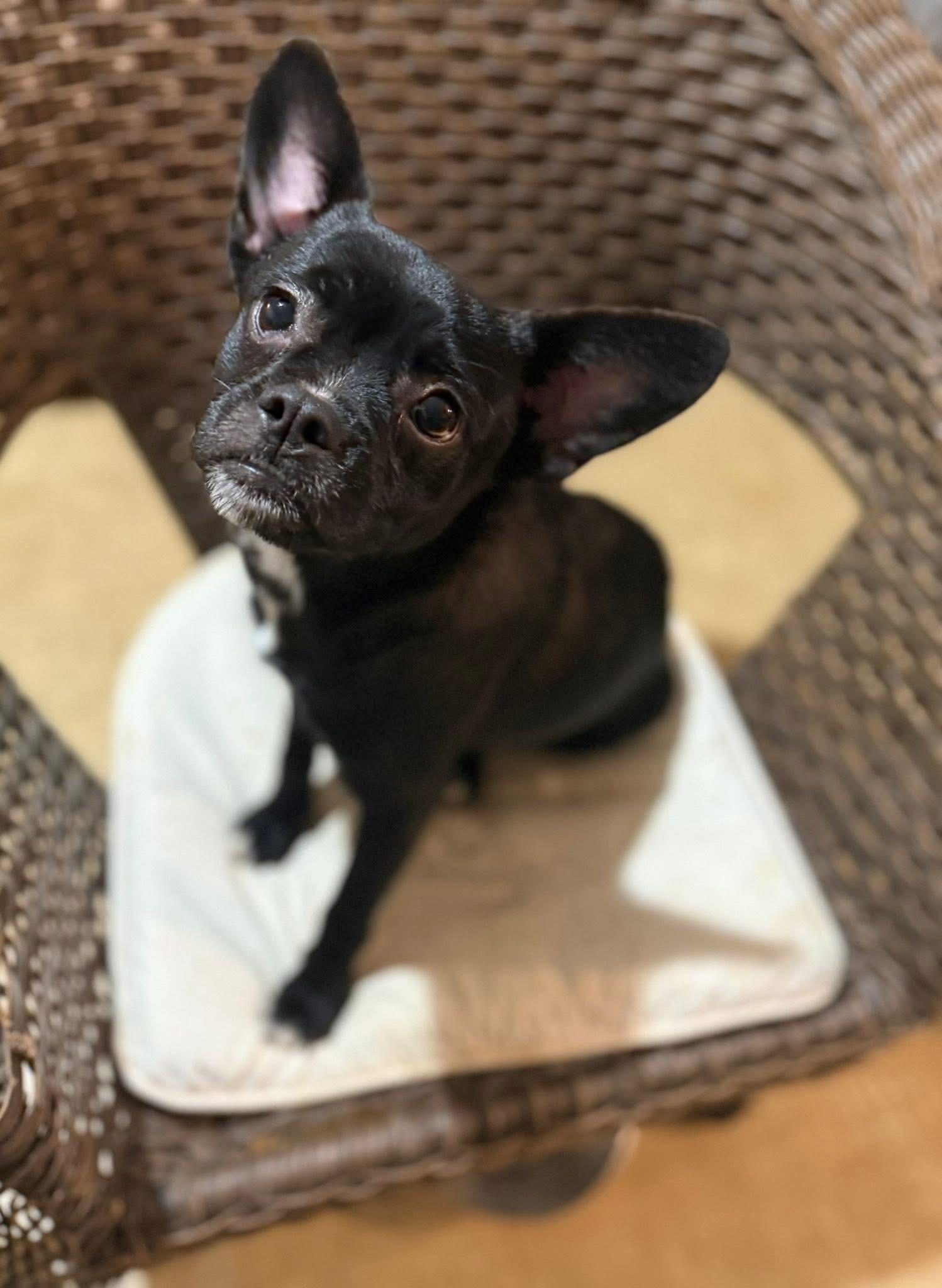 Enlarge Ringo, an adopted mixed breed in Lodi, CA image 2/2