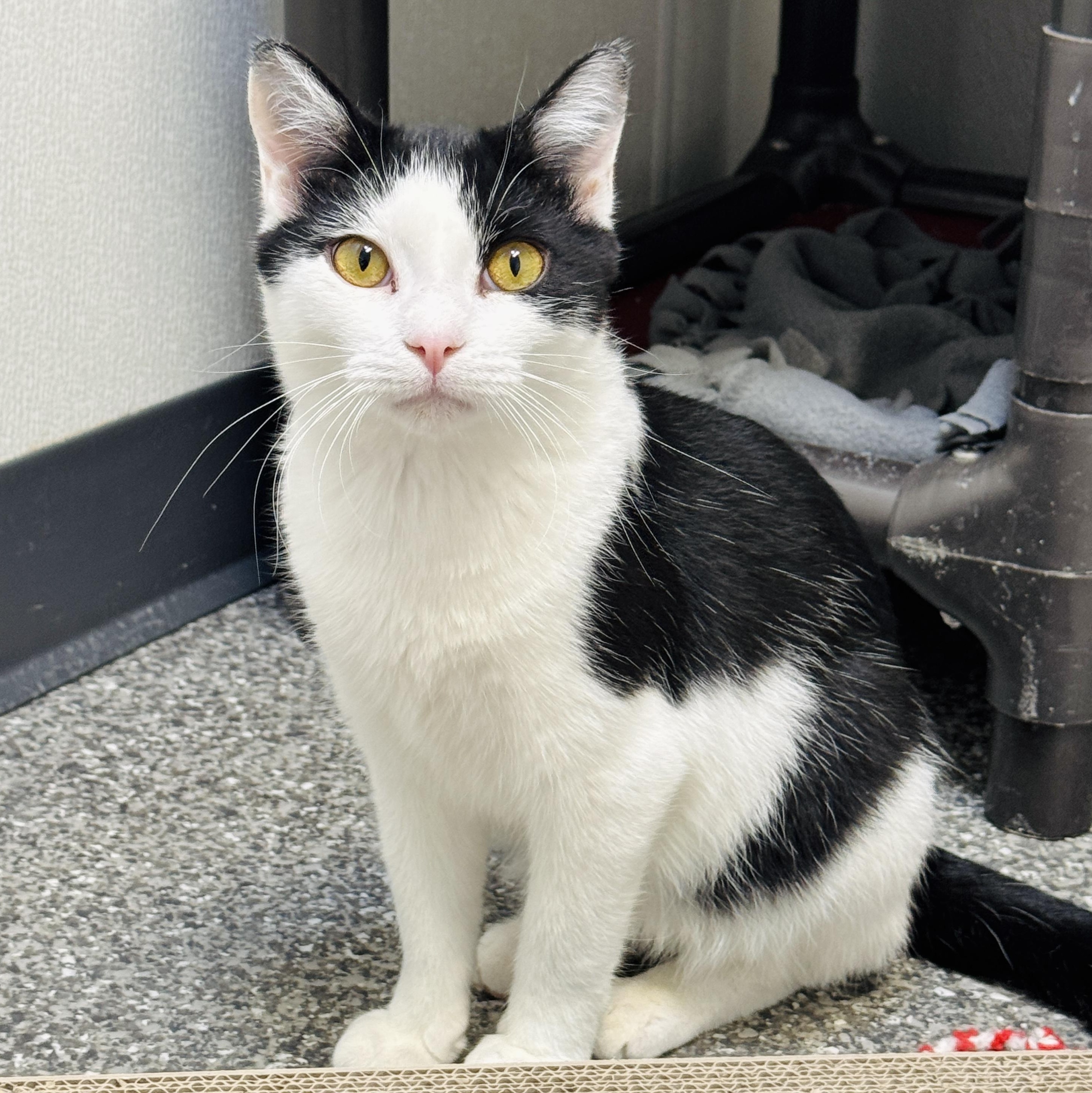 Pistachio and Chunky Monkey *Bonded Pair*, a ADOPTABLE Domestic Short Hair in Watertown, WI image 2/5