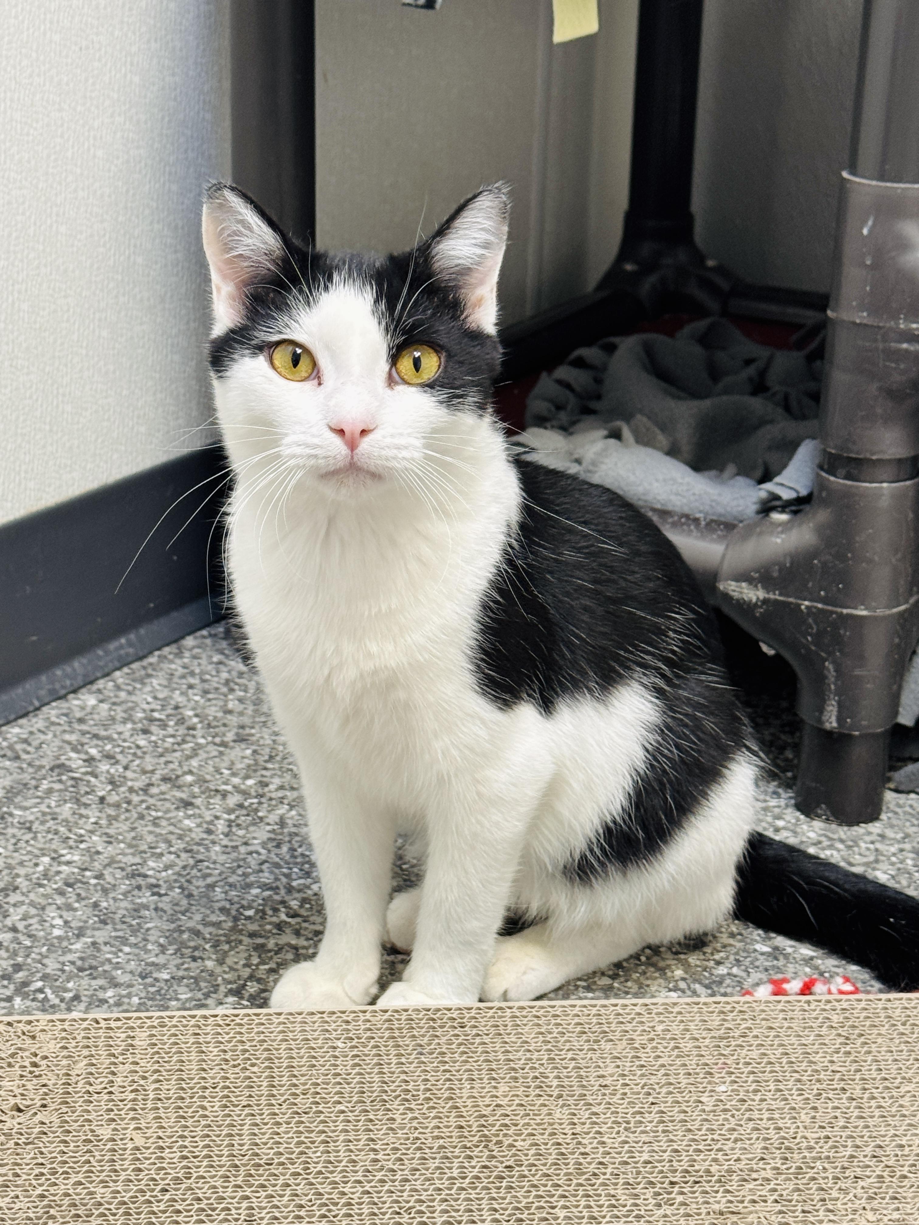 Enlarge Pistachio and Chunky Monkey *Bonded Pair*, a ADOPTABLE Domestic Short Hair in Watertown, WI image 2/5