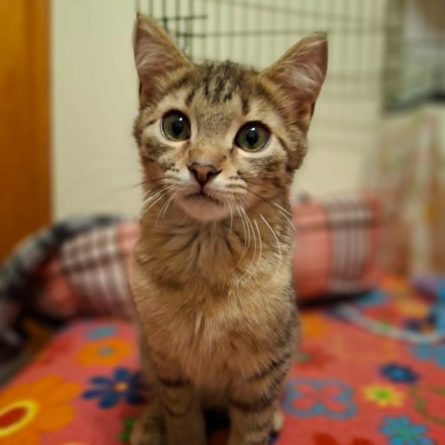 Enlarge Pistachio and Chunky Monkey *Bonded Pair*, a ADOPTABLE Domestic Short Hair in Watertown, WI image 6/6