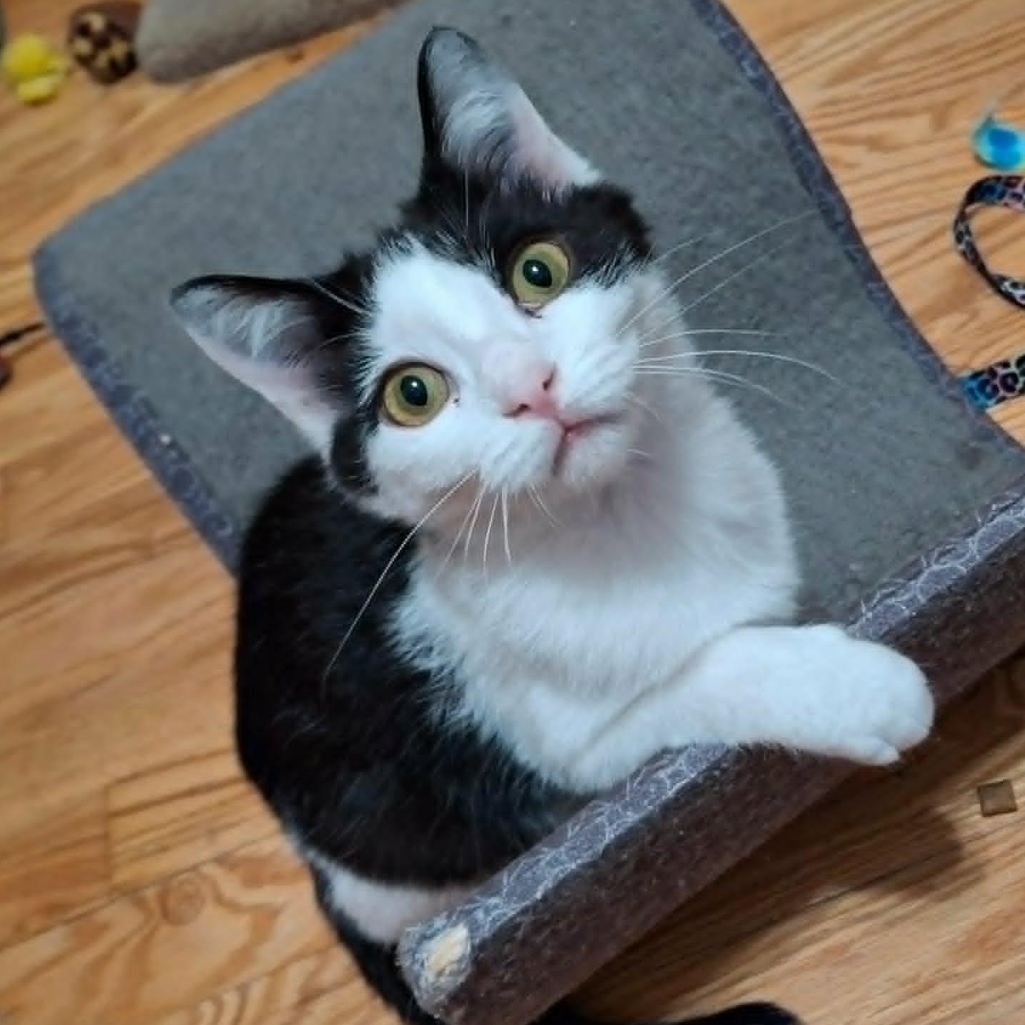 Enlarge Pistachio and Chunky Monkey *Bonded Pair*, a ADOPTABLE Domestic Short Hair in Watertown, WI image 3/6