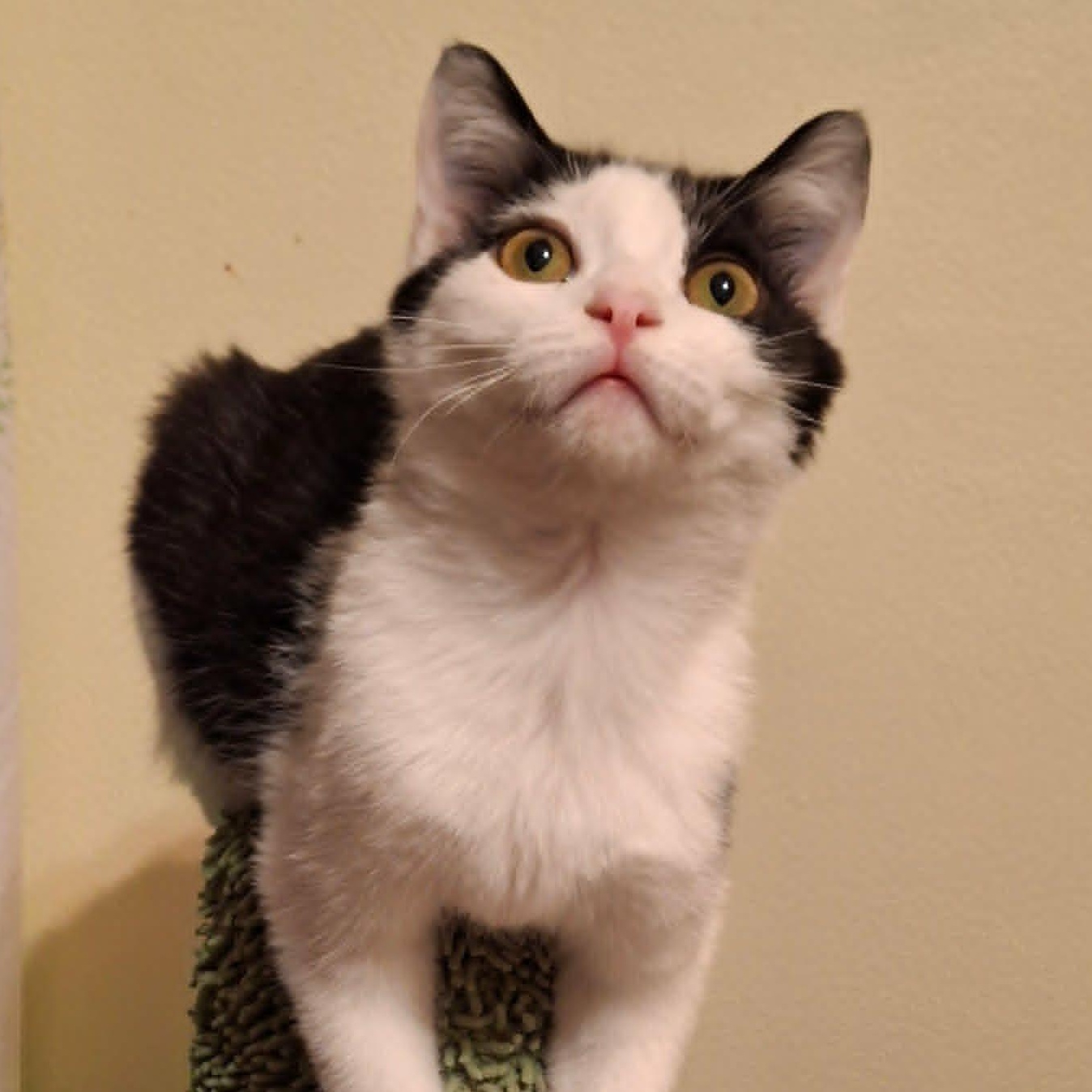 Enlarge Pistachio and Chunky Monkey *Bonded Pair*, a ADOPTABLE Domestic Short Hair in Watertown, WI image 4/6